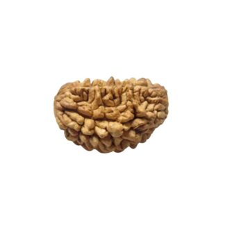 1 Mukhi Rudraksha, 1Face Rudraksha