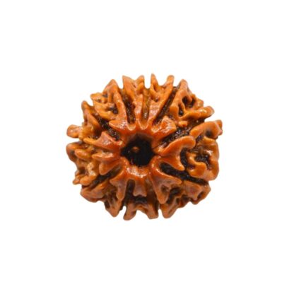 10 Mukhi Rudraksha