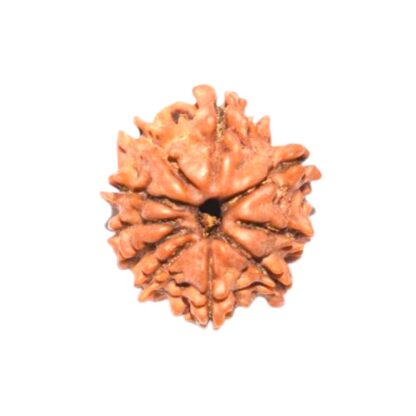 10 Mukhi Rudraksha - 10 Face Rudraksha - Image 2