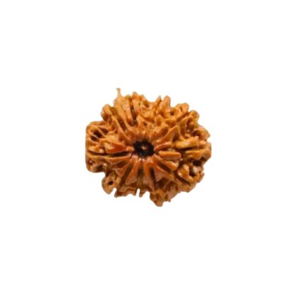 10 Mukhi Rudraksha - 10 Face Rudraksha - Image 3