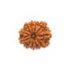 11 Mukhi Rudraksha, 11 Face Rudraksha