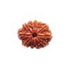 11 Mukhi (2)