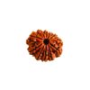 11 Mukhi Rudraksha -11 Face Rudraksha - Image 3