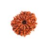 11 Mukhi Rudraksha -11 Face Rudraksha - Image 4