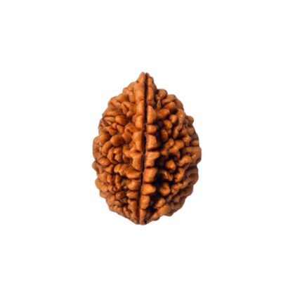 2 Mukhi Rudraksha, 2 Face Rudraksha