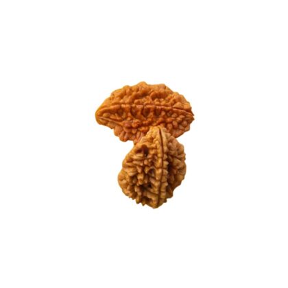 2 Mukhi Rudraksha- 2 Face Rudraksha - Image 2