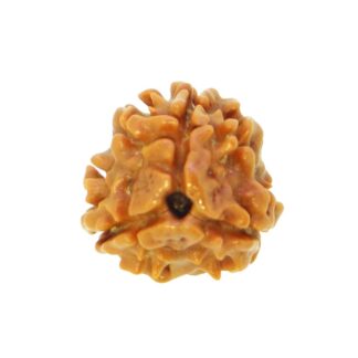 3 Mukhi Rudraksha, 3 Face Rudraksha