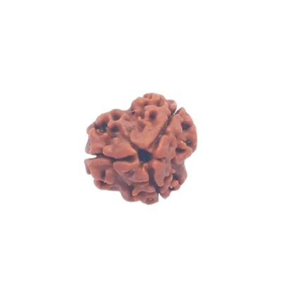 3 Mukhi Rudraksha | 3 Face Rudraksha - Image 2