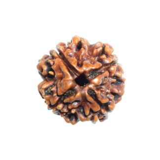 4 Mukhi Rudraksha, Srukhsruvalu