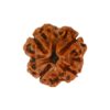 4 Mukhi Rudraksha | 4 Face Rudraksha - Image 2