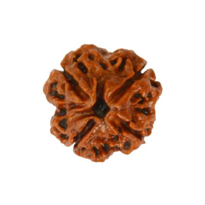 4 Mukhi Rudraksha | 4 Face Rudraksha - Image 2