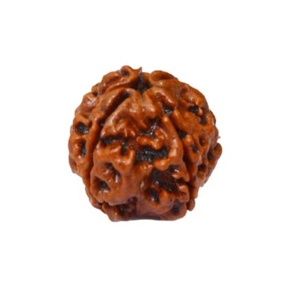 4 Mukhi Rudraksha | 4 Face Rudraksha - Image 3