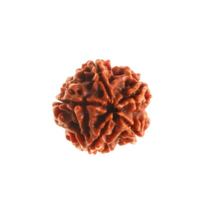 5 Mukhi Rudraksha - Image 2