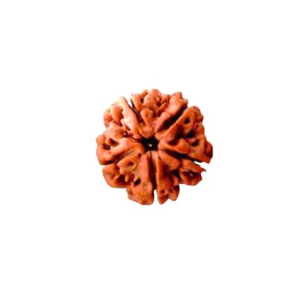 5 Mukhi Rudraksha - Image 3