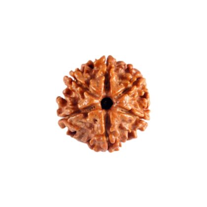 6 Mukhi (1)