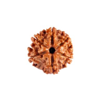 6 Mukhi Rudraksha