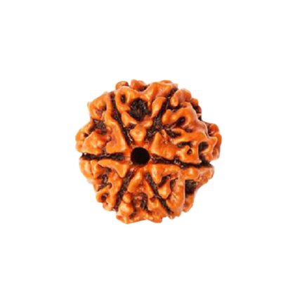 6 Mukhi Rudraksha- 6 Face Rudraksha - Image 3