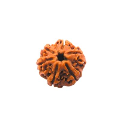 6 Mukhi (3)