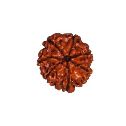 7 Mukhi Rudraksha - 7 Face Rudraksha - Image 2