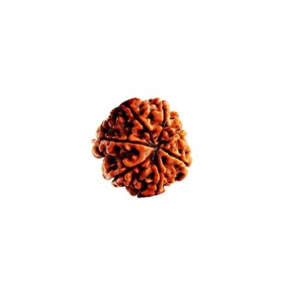 7 Mukhi Rudraksha - 7 Face Rudraksha - Image 3