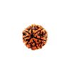 7 Mukhi Rudraksha - 7 Face Rudraksha - Image 4
