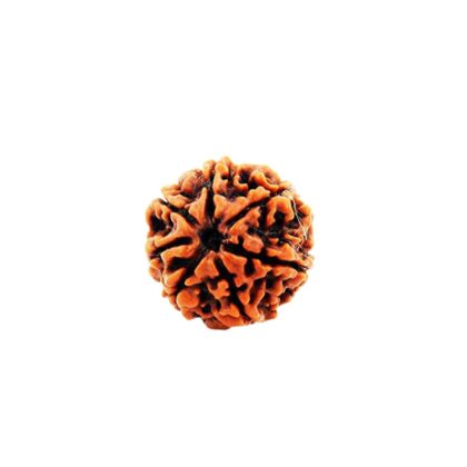 7 Mukhi Rudraksha - 7 Face Rudraksha - Image 4