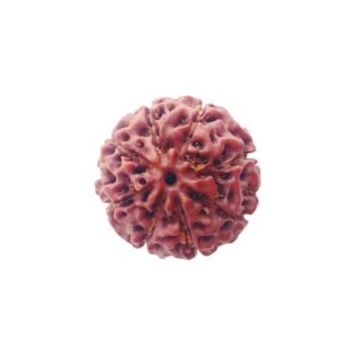 8 Mukhi Rudraksha