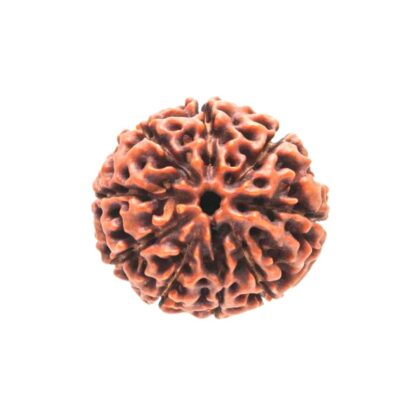 9 Mukhi Rudraksha - 9 Face Rudraksha - Image 2