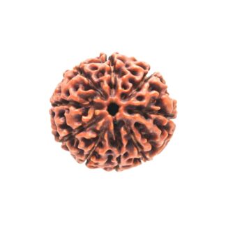 9 Mukhi Rudraksha