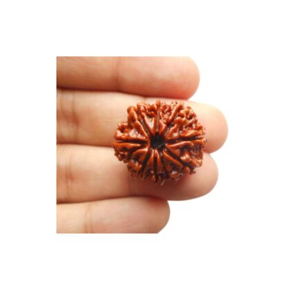 9 Mukhi Rudraksha - 9 Face Rudraksha - Image 3