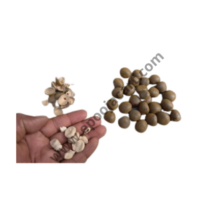 Gacha Kayalu- Fever Nut- Lata Karanj- Nicker Nuts- Letaguti Seed - Image 2