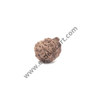 Ganesh Rudraksha