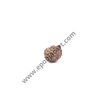 Ganesh Rudraksha - Image 2